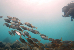 Gran Canaria: Try Scuba Diving for Beginners