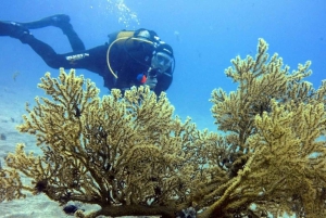Gran Canaria: Try Scuba Diving for Beginners