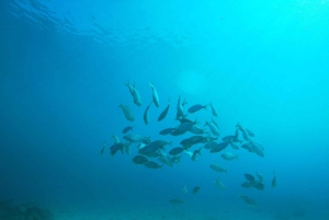 Gran Canaria: Try Scuba Diving for Beginners