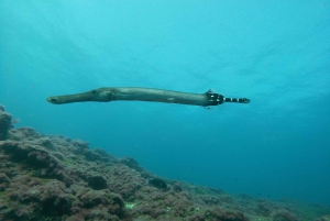 Gran Canaria: Try Scuba Diving for Beginners