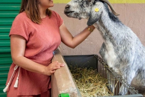 Gran Canaria: Visit our cheese factory in Agüimes