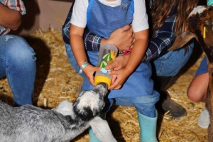 Gran Canaria: Visit our cheese factory in Agüimes
