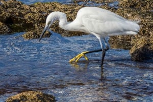 Bienvenido a Gran Canaria: Tour privado de exploración y guía local