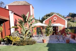 Gran Canaria: Winery Tour, Wine Museum, and Tasting