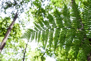 La Palma: Excursión en Autobús por la Isla Norte con la Destilería Ron Aldea