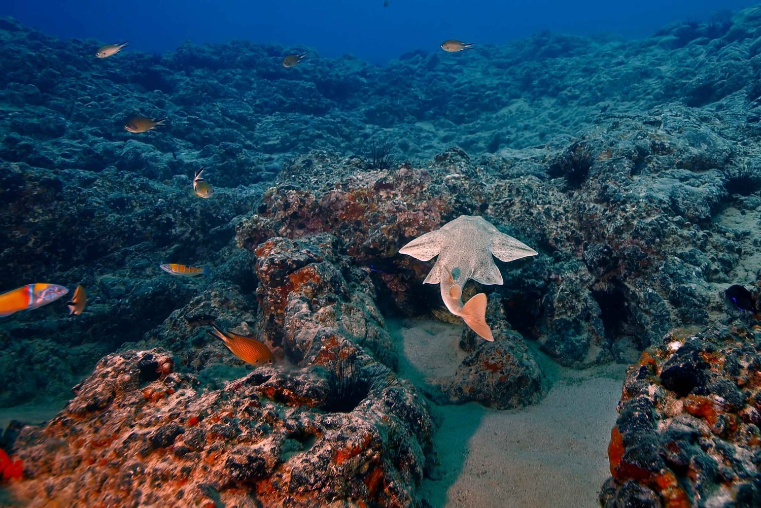 Lanzarote: 2-dive package in Playa Blanca - certified divers