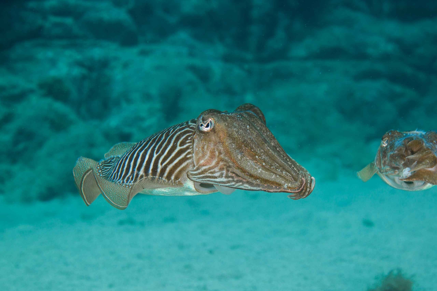 Lanzarote: 2-dive package in Playa Blanca - certified divers