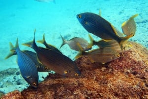 Lanzarote: Paquete de 2 inmersiones en Playa Blanca - buceadores certificados