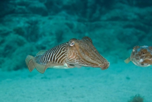 Lanzarote: 2-dive package in Playa Blanca - certified divers