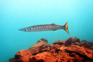 Lanzarote: 2-dive package in Playa Blanca - certified divers