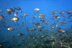 Lanzarote: 2-dive package in Playa Blanca - certified divers