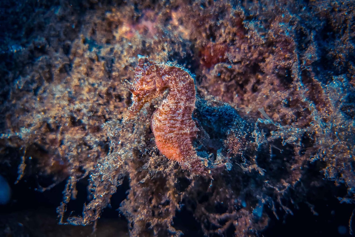 Lanzarote: Beginner Try Scuba Diving Costa Teguise (2 dives)