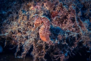 Lanzarote: Buceo para principiantes en Costa Teguise (2 inmersiones)