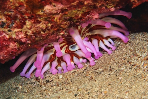 Lanzarote: Buceo para principiantes en Costa Teguise (2 inmersiones)