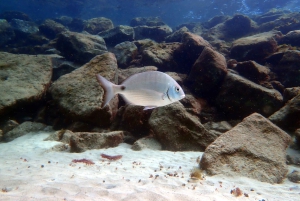 Lanzarote: Buceo para principiantes en Costa Teguise (2 inmersiones)