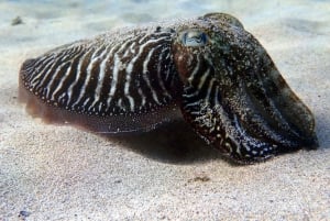 Lanzarote: Buceo para principiantes en Costa Teguise (2 inmersiones)