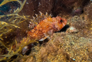 Lanzarote: Buceo para principiantes en Costa Teguise (2 inmersiones)