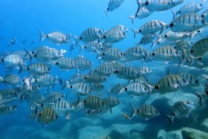 Lanzarote: Beginner Try Scuba Diving Costa Teguise (2 dives)