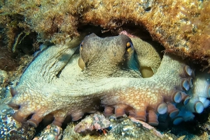 Lanzarote: Beginner Try Scuba Diving Costa Teguise (2 dives)