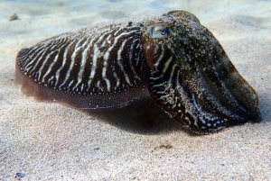 Lanzarote: Beginner Try Scuba Diving Costa Teguise (2 dives)