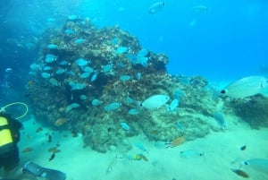 Lanzarote: Buceo para Principiantes - 1 Inmersión