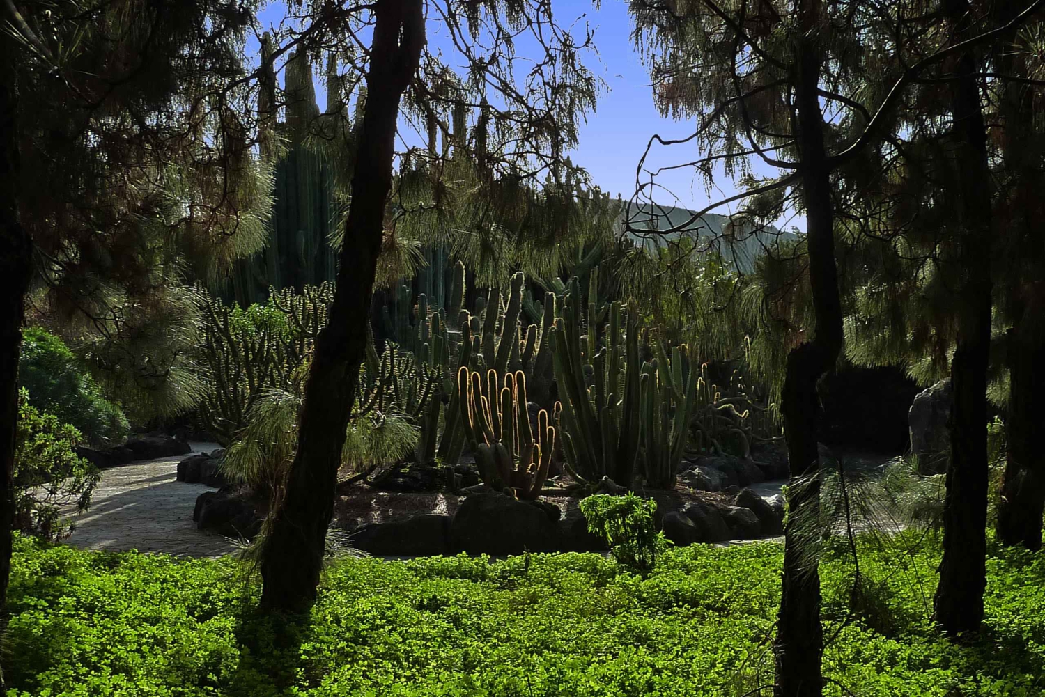 Las Palmas: Botanic Garden Tour (Extension Bandama opt)