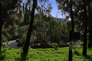 Las Palmas: Botanic Garden Tour (Extension Bandama opt)