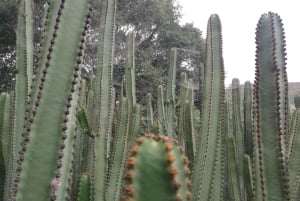 Las Palmas: Botanic Garden Tour (Extension Bandama opt)