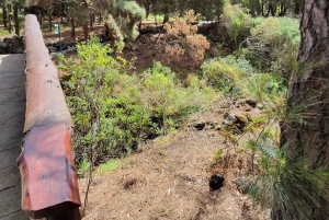 Las Palmas: Botanic Garden Tour (Extension Bandama opt)