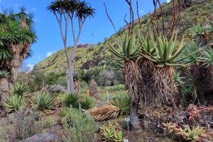 Las Palmas: Botanic Garden Tour (Extension Bandama opt)