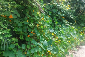 Las Palmas: Botanic Garden Tour (Extension Bandama opt)