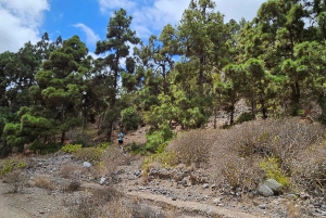 Las Palmas: Botanic Garden Tour (Extension Bandama opt)