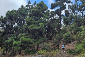 Las Palmas: Botanic Garden Tour (Extension Bandama opt)