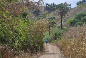 Las Palmas: Botanic Garden Tour (Extension Bandama opt)