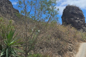 Las Palmas: Botanic Garden Tour (Extension Bandama opt)