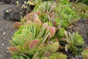 Las Palmas: Botanic Garden Tour (Extension Bandama opt)