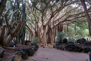 Las Palmas, Botanical Gardens and Bandama Volcano Tour
