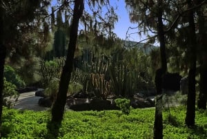 Las Palmas: Privat Botanic Garden Tour & opt. hike Extension