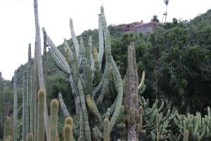 Las Palmas: Privat Botanic Garden Tour & opt. hike Extension