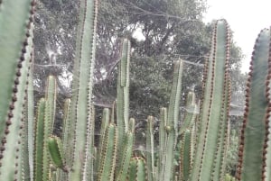 Las Palmas: Privat Botanic Garden Tour & opt. hike Extension