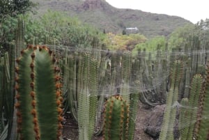 Las Palmas: Privat Botanic Garden Tour & opt. hike Extension
