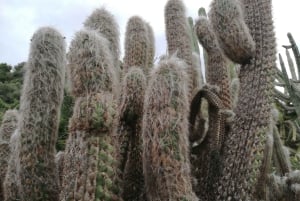 Las Palmas: Privat Botanic Garden Tour & opt. hike Extension