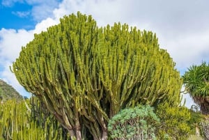Las Palmas: Privat Botanic Garden Tour & opt. hike Extension