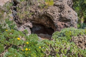 Las Palmas: Privat Botanic Garden Tour & opt. hike Extension