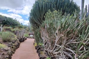 Las Palmas: Privat Botanic Garden Tour & opt. hike Extension