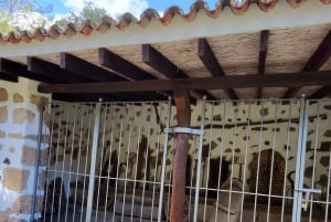 Las Palmas: Privat Botanic Garden Tour & opt. hike Extension