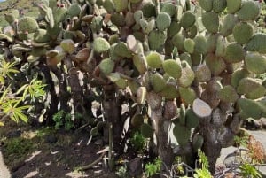 Las Palmas: Privat Botanic Garden Tour & opt. hike Extension