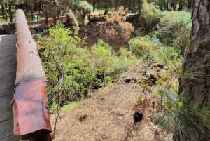 Las Palmas: Privat Botanic Garden Tour & opt. hike Extension