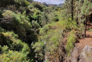 Las Palmas: Privat Botanic Garden Tour & opt. hike Extension