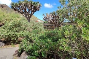 Las Palmas: Privat Botanic Garden Tour & opt. hike Extension